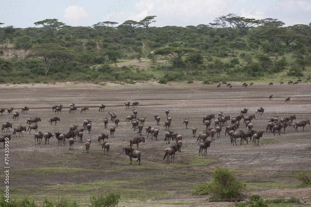 Obraz premium Gnus