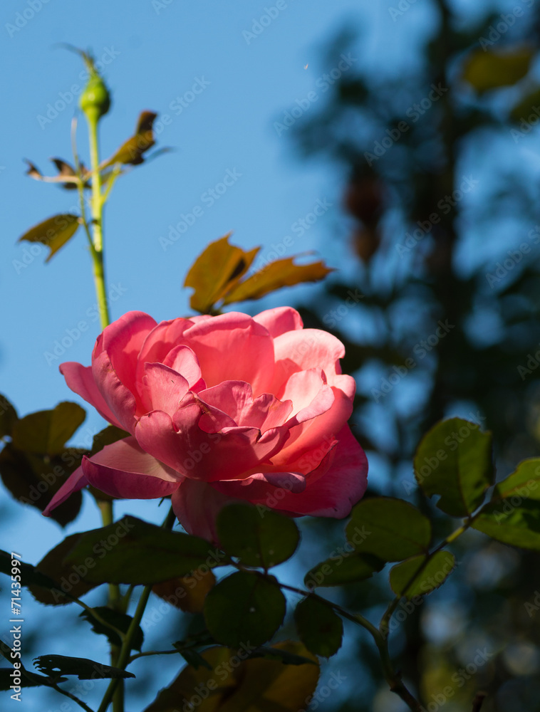 Rose Rose