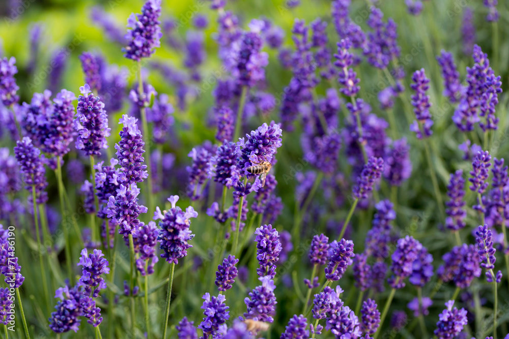 Gardens with the flourishing lavender Gardens with the flourishing lavender