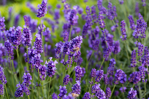 Fototapeta Naklejka Na Ścianę i Meble -  Gardens with the flourishing lavender