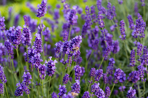 Gardens with the flourishing lavender