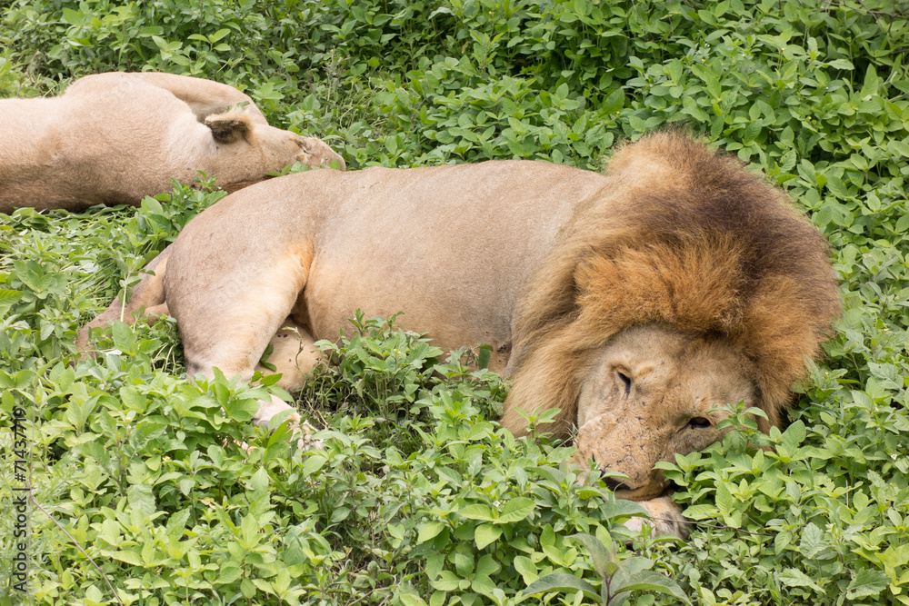 Naklejka premium Loewe