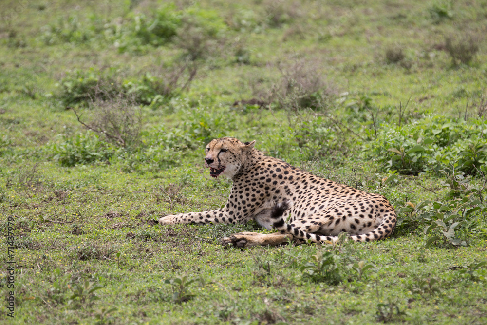 Gepard