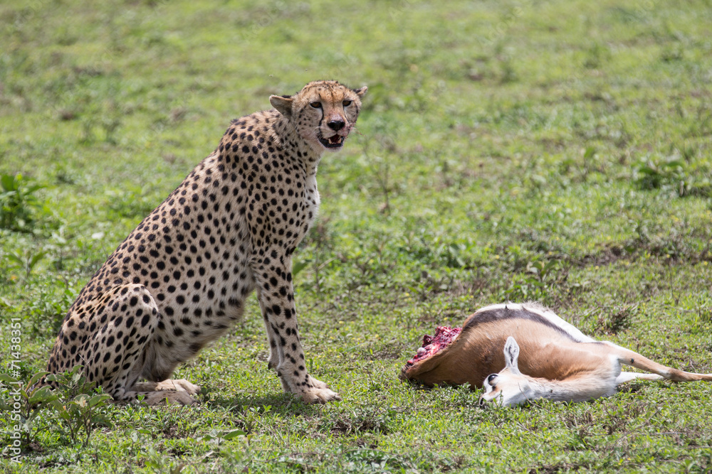 Obraz premium Gepard hunting and eating