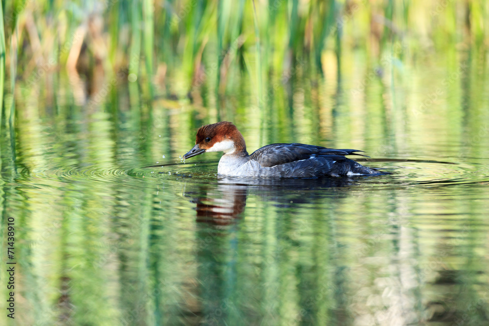 Mergus albellus, Mergellus albellus, Smew Mergus albellus, Mergellus albellus, Smew