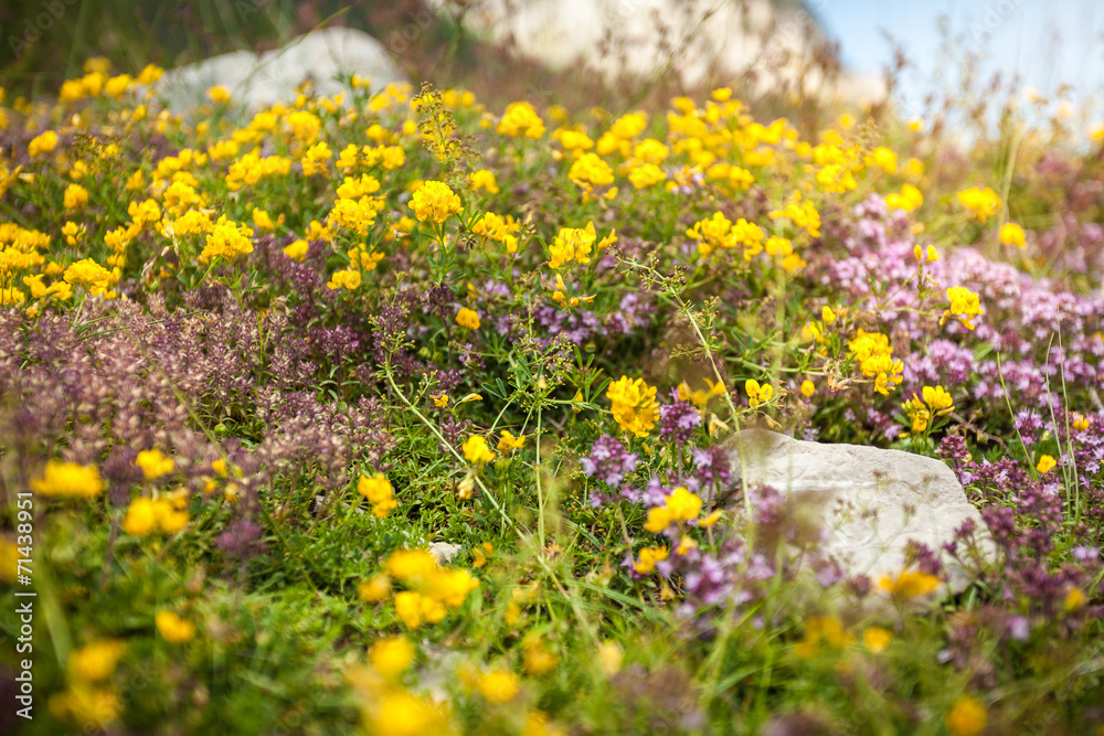 fresh colorful flowers growing on high mountain
