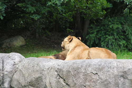 Panthera leo at sleep