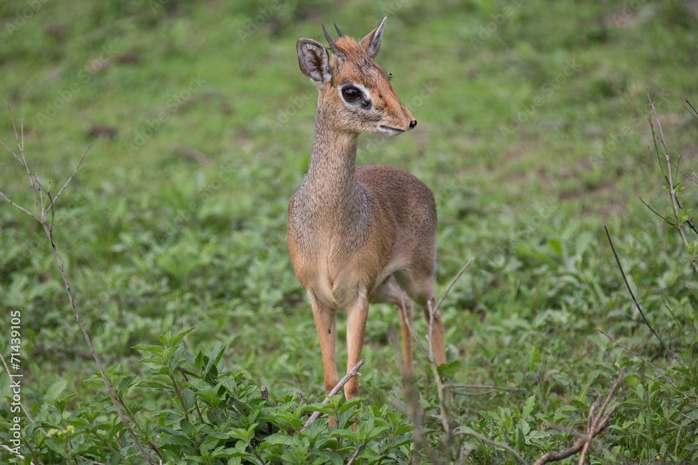 Dikdik Dikdik