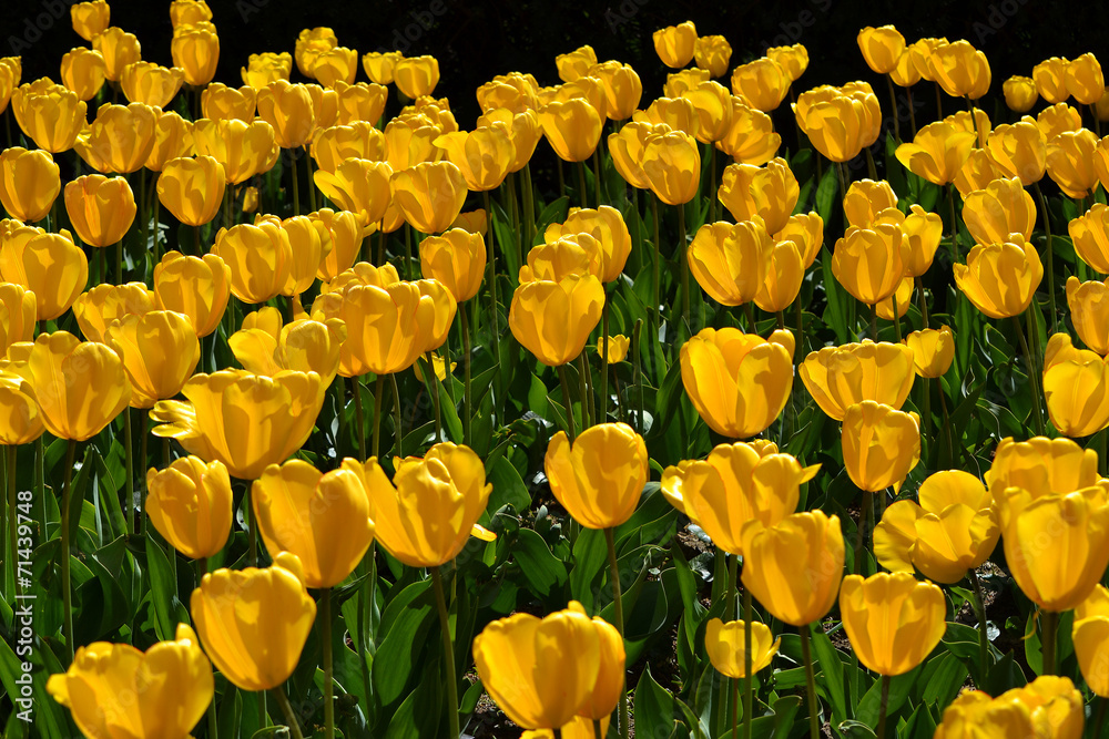 Obraz premium yellow tulips