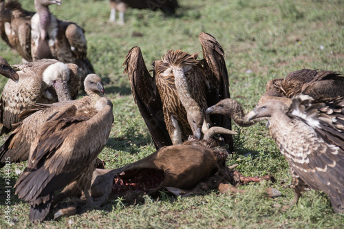 vulture eating wildebeest