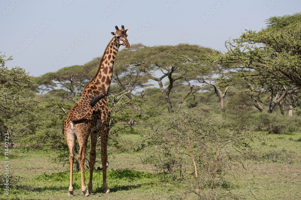 Obraz premium Giraffe