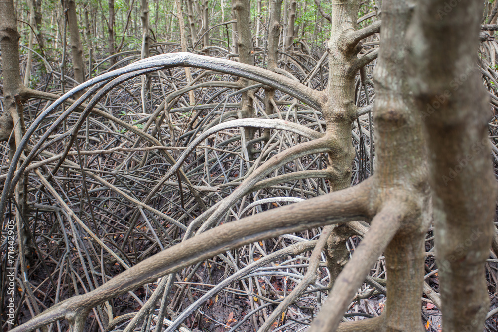 Mangrove forest