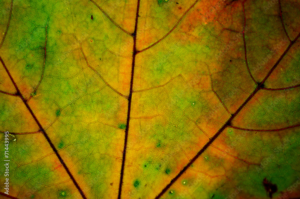 jesienny liść - obrazy, fototapety, plakaty 