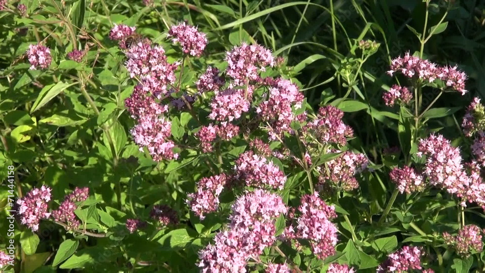 oregano wild marjoram medical flowers herbs in wind oregano wild marjoram medical flowers herbs in wind