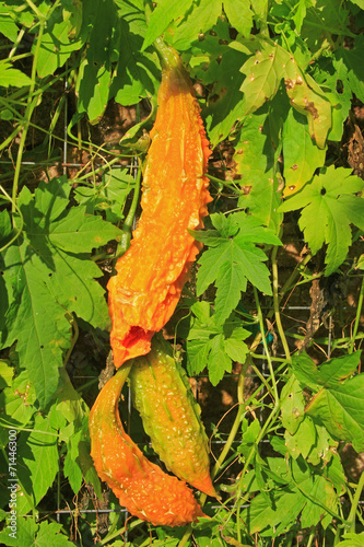 Bittermelone (Momordica charantia) photo