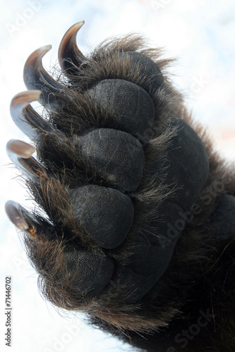 Forepaw grizzly bear, leg with claws © okyela