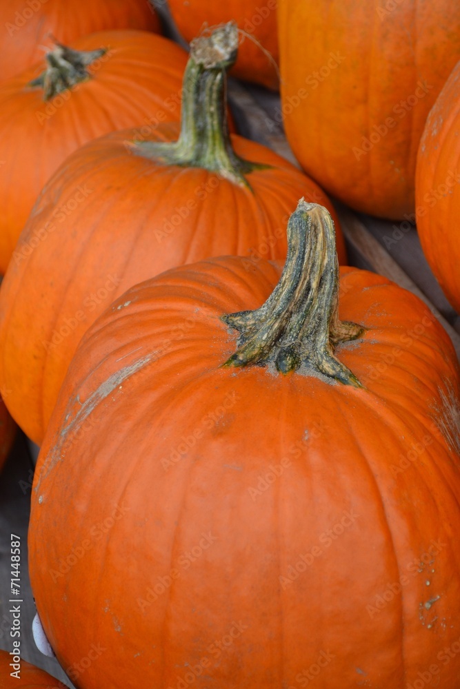 Obraz premium Pumpkins!-Pumpkins!-Pumpkins!-3