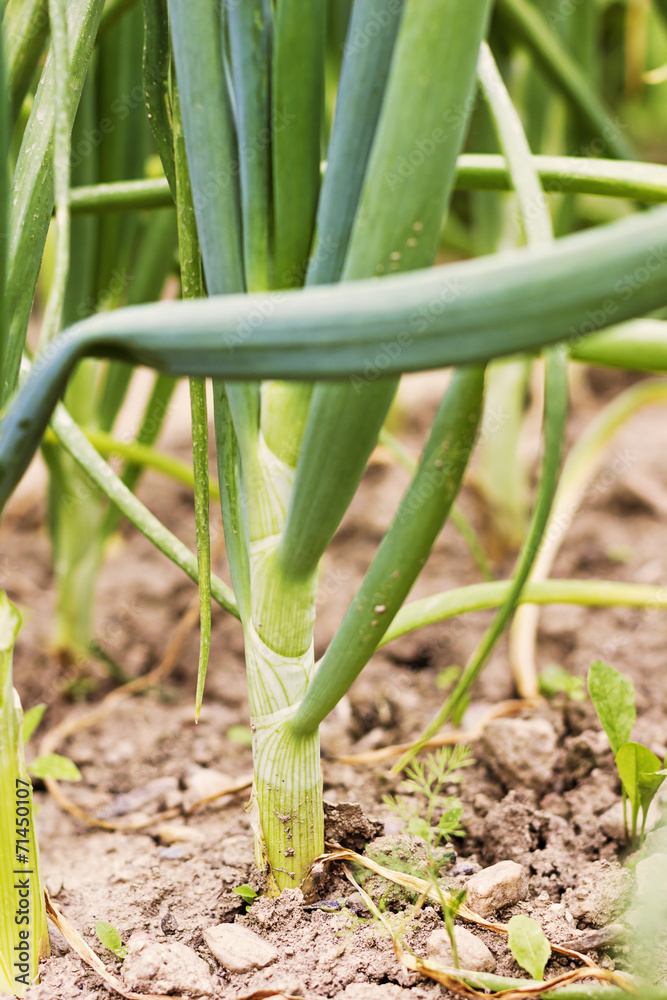 Fototapeta premium Green onions
