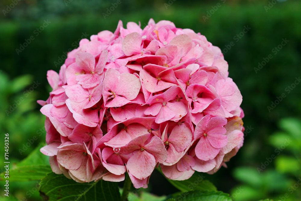 Rosa Hortensie