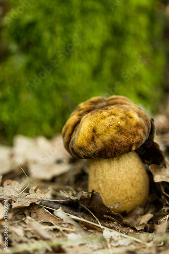 Closeup of mushroom