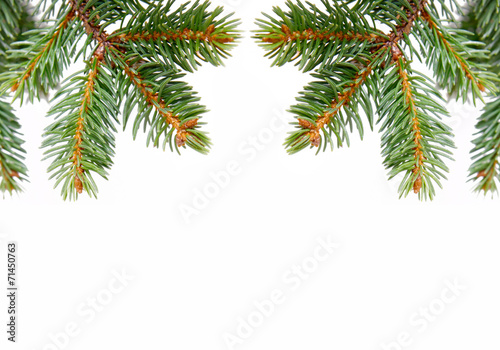 Fir tree branches isolated on white.