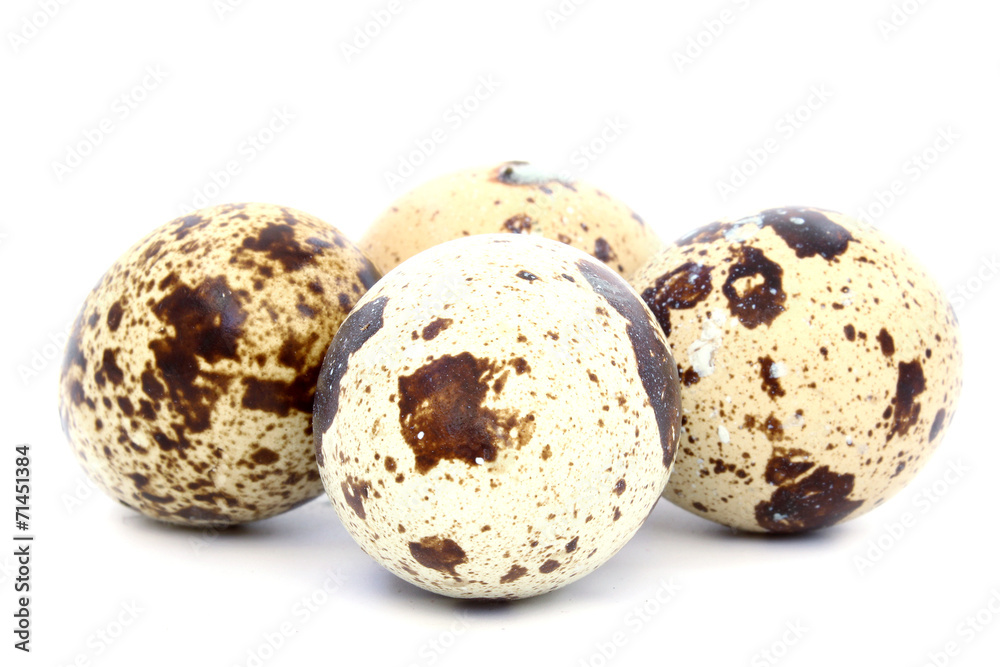 Four spotted quail eggs Four spotted quail eggs