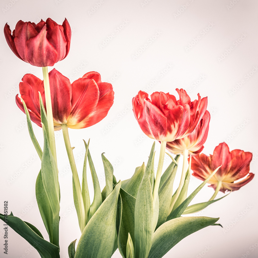 vintage tulips