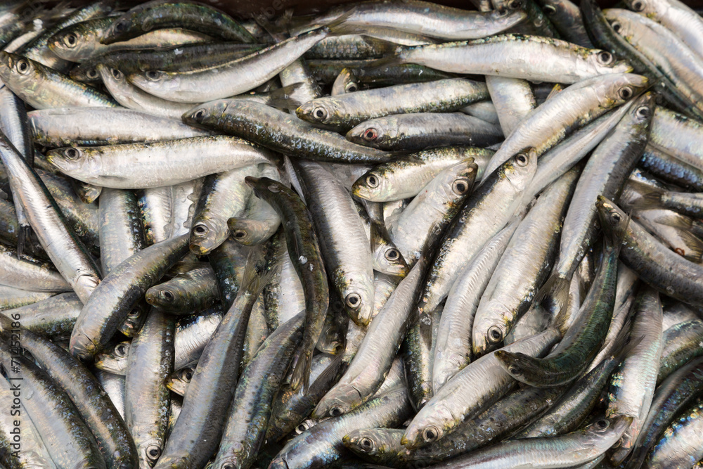 Poissons sardines