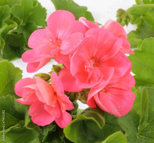 pelargonia