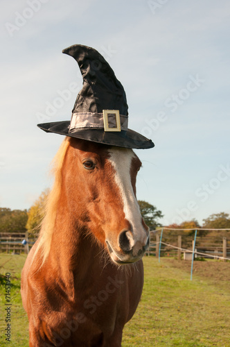 Pony dressed for Halloween