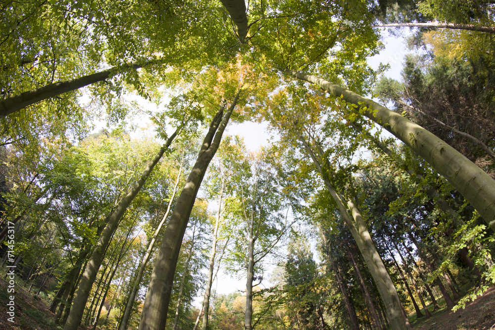 Naklejka premium Korony drzew, jesień
