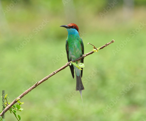 Blue throated Bee eater