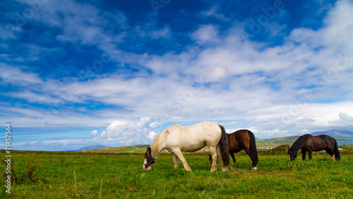 Horse © larcobasso