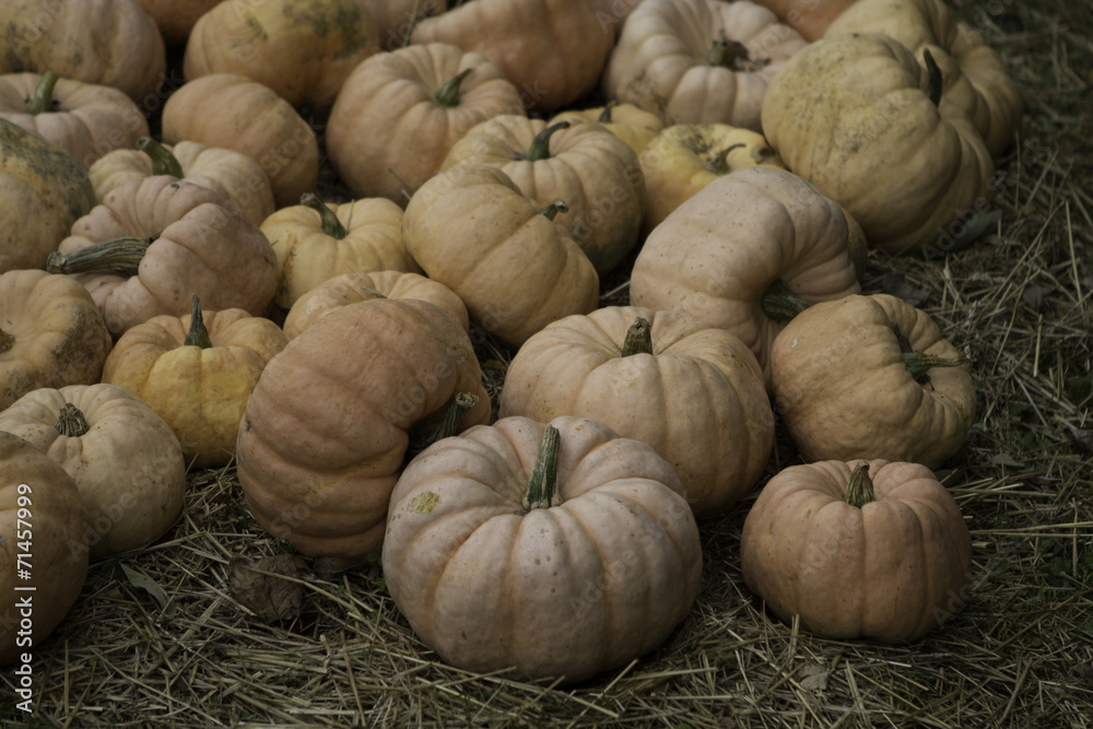Fairytale Pumpkin Fairytale Pumpkin