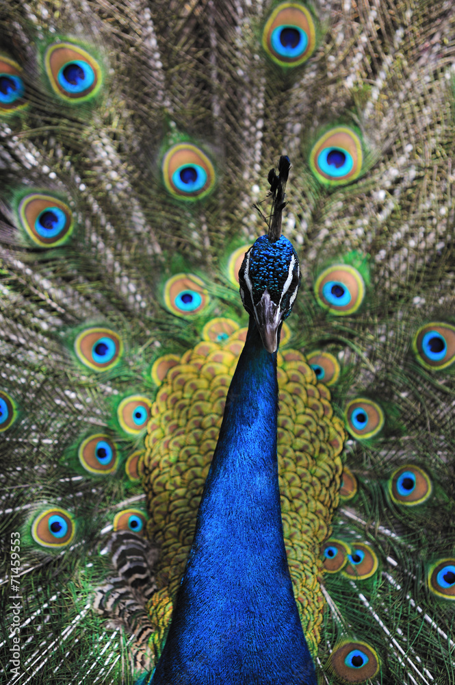 Obraz premium 孔雀