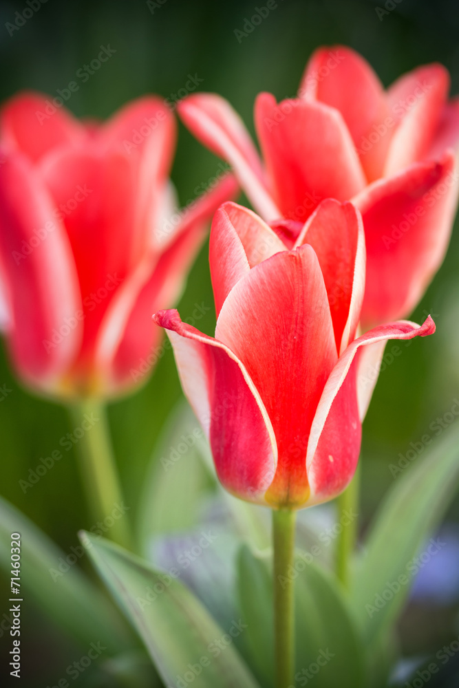 Naklejka premium チューリップ