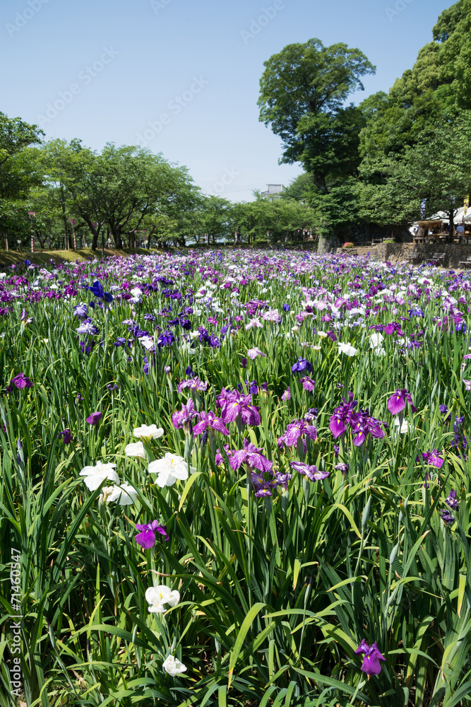 花菖蒲