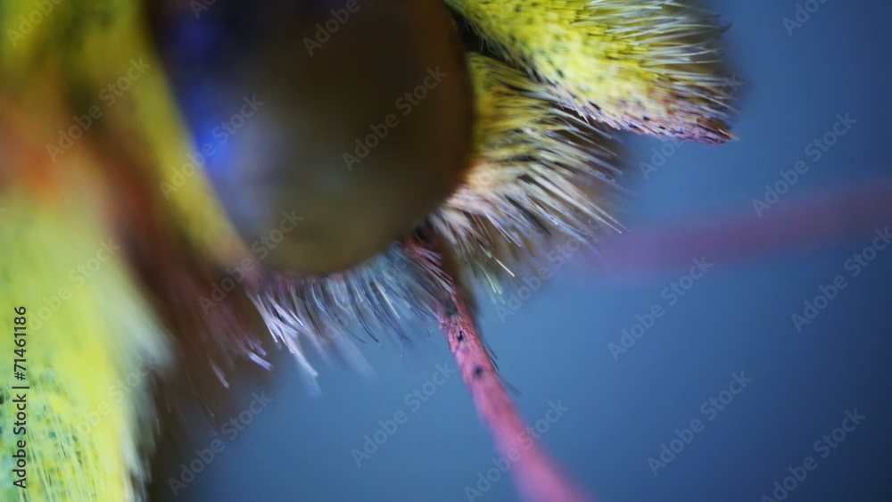 Butterfly. Sequence. Macro