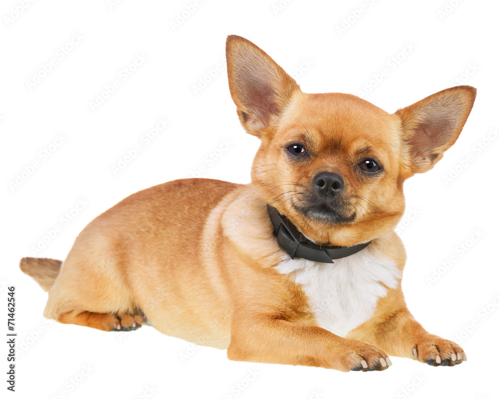 Chihuahua Dog in Anti Flea Collar Isolated on White Background.