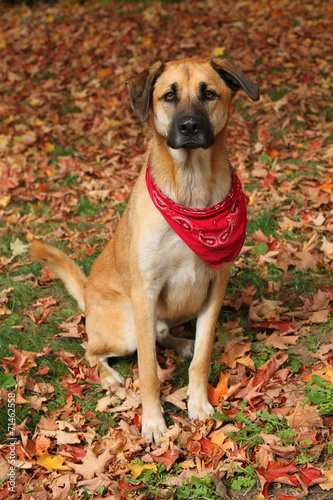 Large mixed breed dog in Autumn