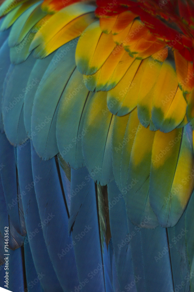 Fototapeta premium Macaw feathers abstract background