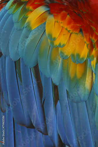 Macaw feathers abstract background
