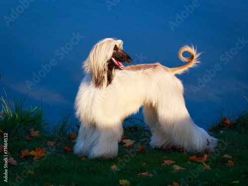 Afghan Hound dog photo