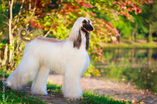Afghan Hound dog