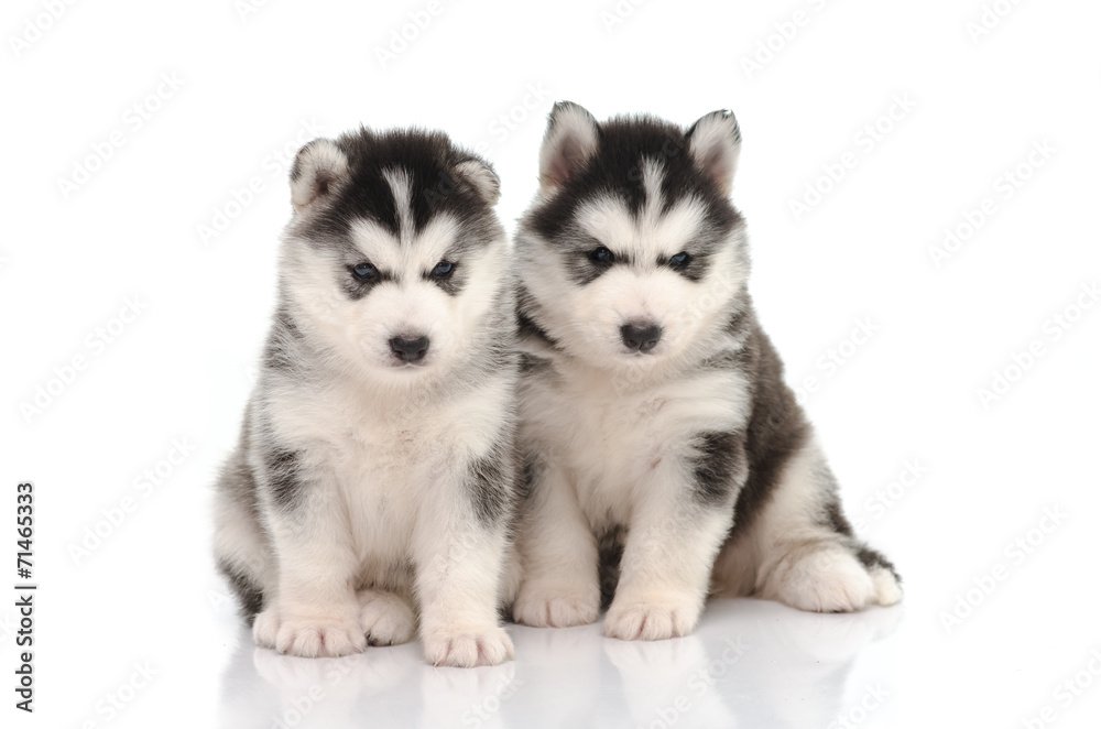 Cute black and white siberian husky puppy sitting and looking on