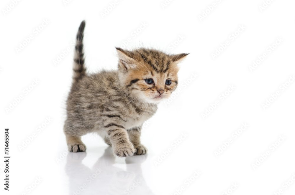 Obraz premium Cute tabby kitten on white background