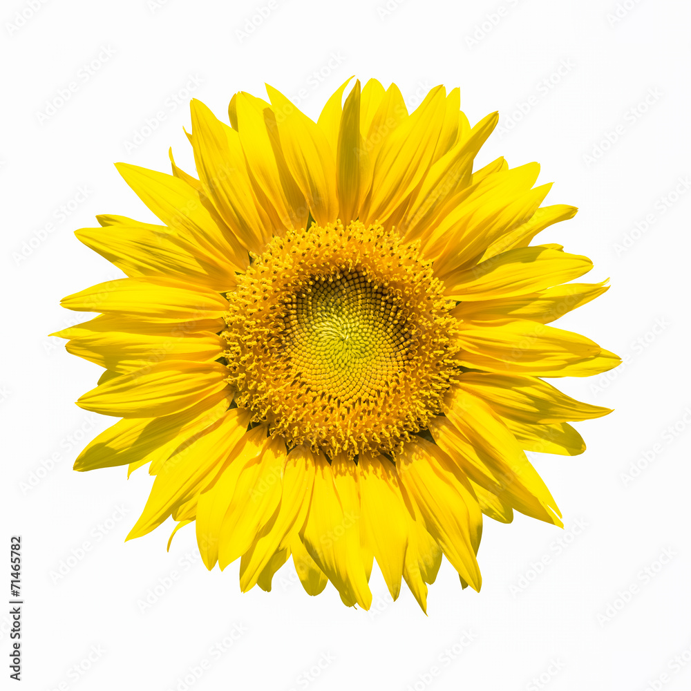 Fototapeta premium sunflower flower isolated