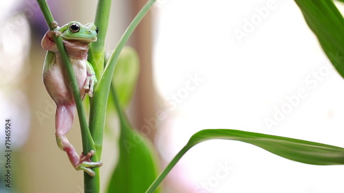 Australia Green Tree Frog