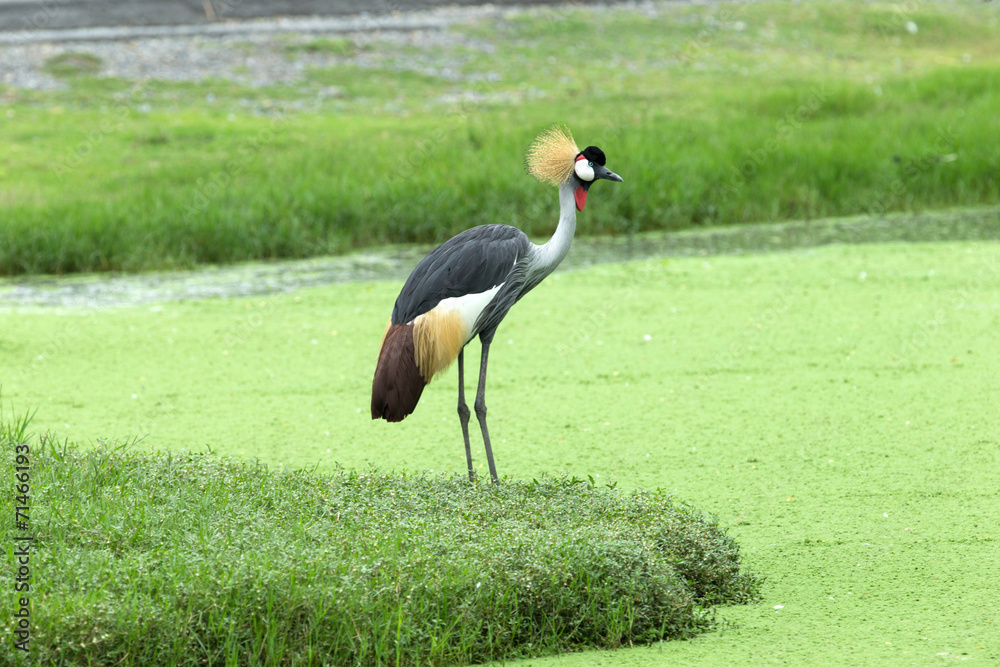 Fototapeta premium Crowned Crane