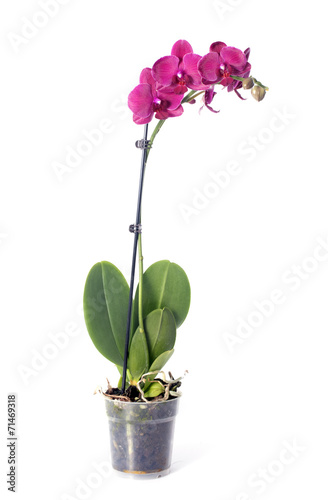 Fototapeta Naklejka Na Ścianę i Meble -  Orchid in flowerpot